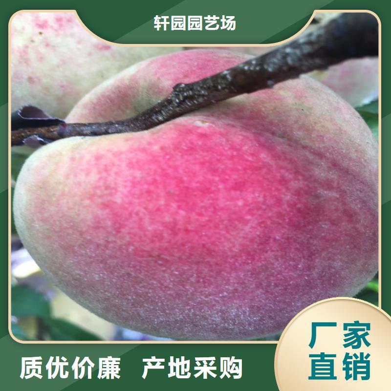 桃红石榴苗基地选择我们选择放心