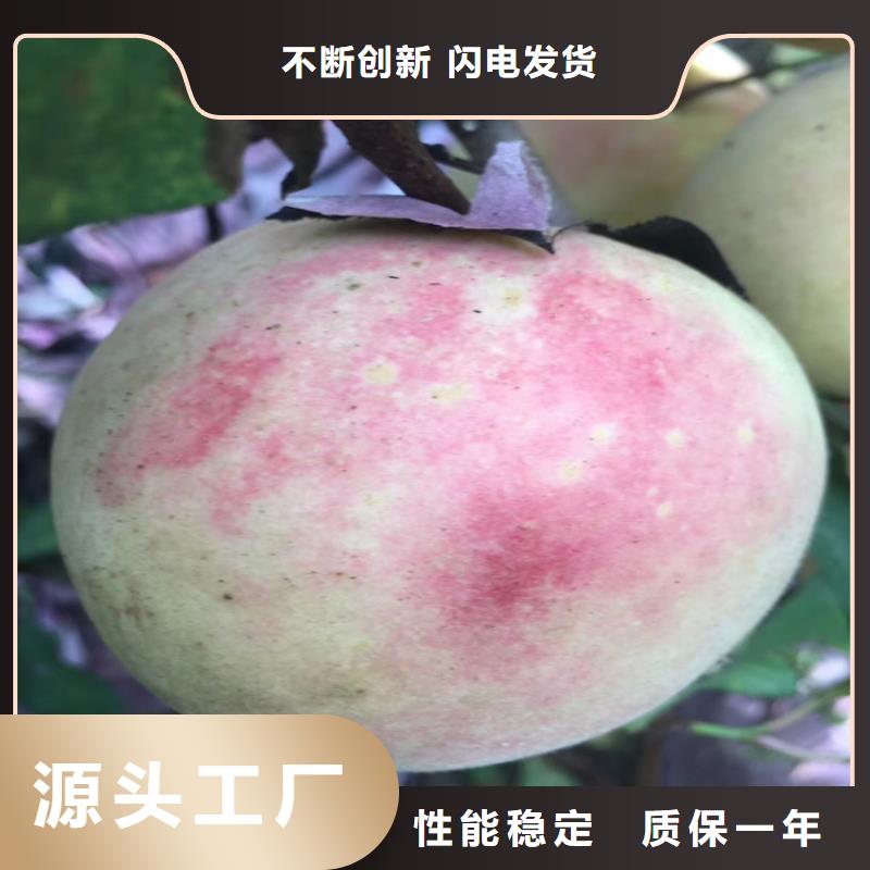 桃_苹果苗厂家直销省心省钱