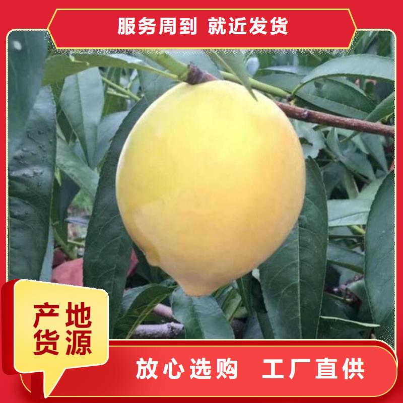 桃石榴树苗一站式供应厂家
