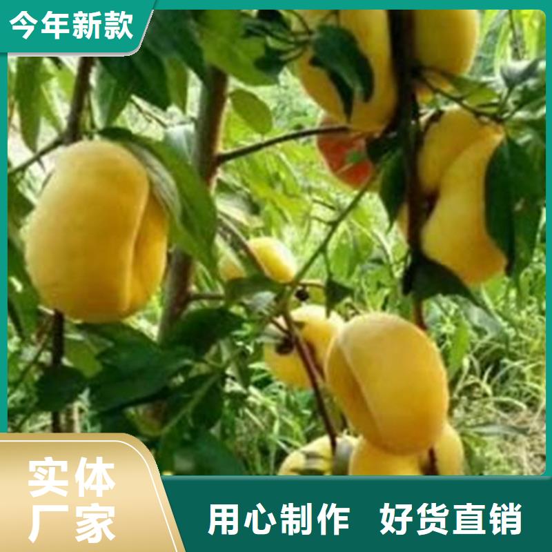 苹果苗视频-苹果苗|贵州省安顺市|平坝|西秀|六盘水|毕节|遵义|黔东南|黔南|铜仁|贵阳