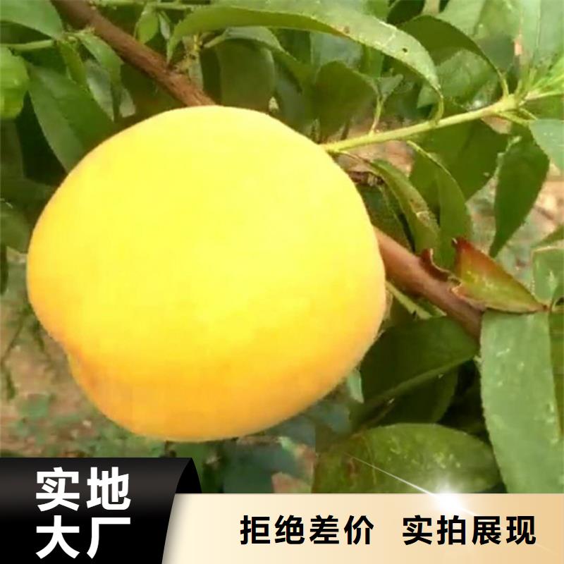 苹果苗视频-苹果苗-贵州省铜仁市同城货源-石阡|德江|黔西南|黔南|黔东南|贵阳|安顺
