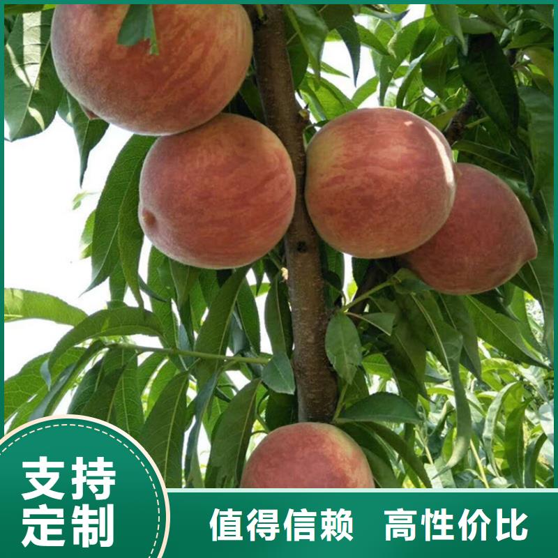 桃红石榴苗基地选择我们选择放心