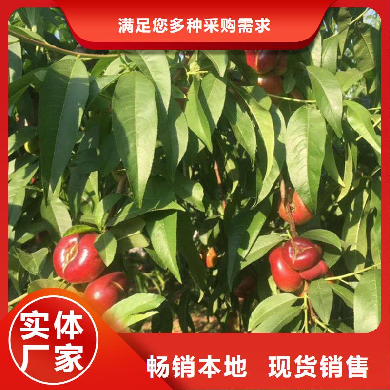 苹果苗视频-苹果苗|贵州省安顺市|平坝|西秀|六盘水|毕节|遵义|黔东南|黔南|铜仁|贵阳