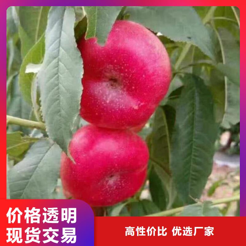 桃石榴树苗一站式供应厂家