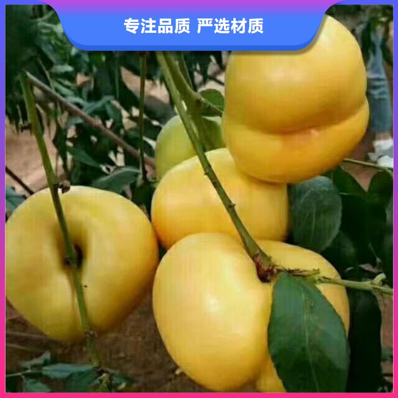 桃桃树苗产品细节参数