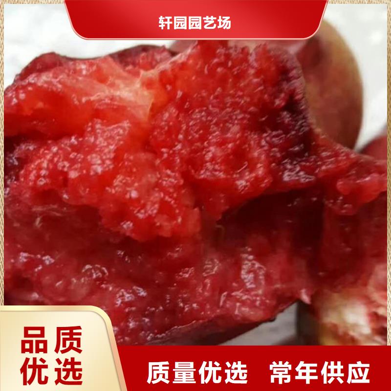 桃_苹果苗厂家直销省心省钱