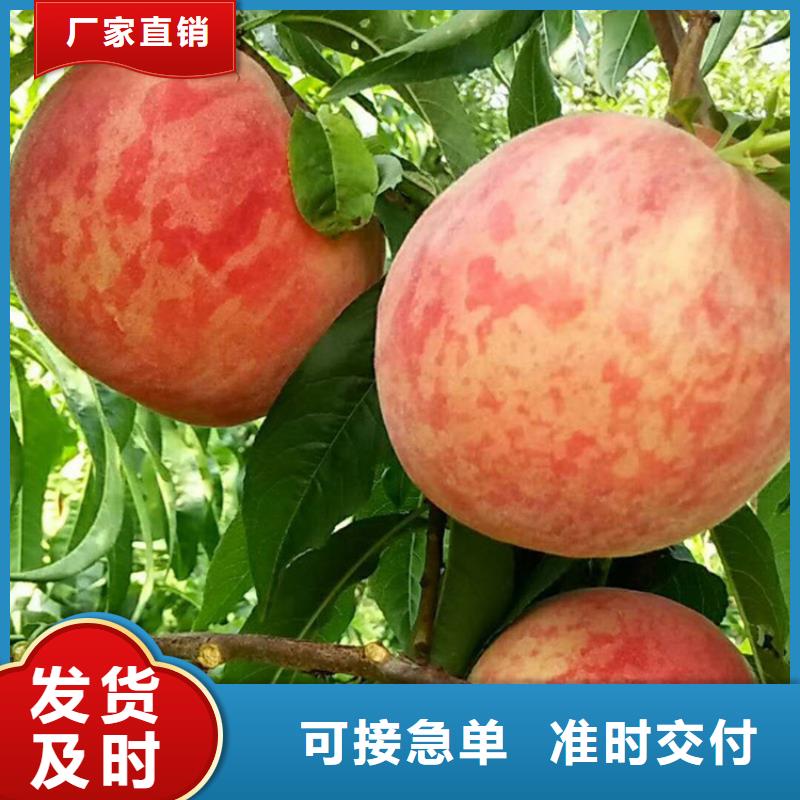 苹果苗视频-苹果苗|贵州省安顺市|平坝|西秀|六盘水|毕节|遵义|黔东南|黔南|铜仁|贵阳