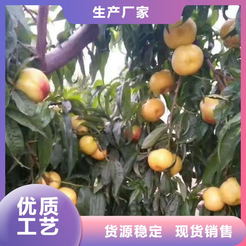 轩园桃,【苹果苗】现货销售-苹果苗