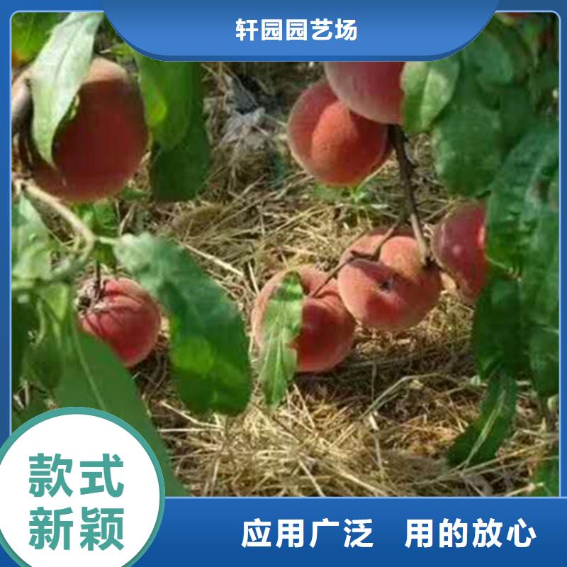 苹果苗视频-苹果苗|贵州省安顺市|平坝|西秀|六盘水|毕节|遵义|黔东南|黔南|铜仁|贵阳