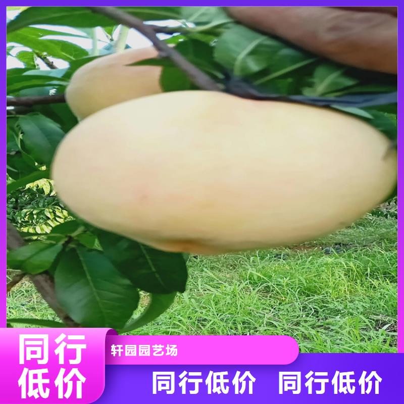 轩园桃,【苹果苗】现货销售-苹果苗