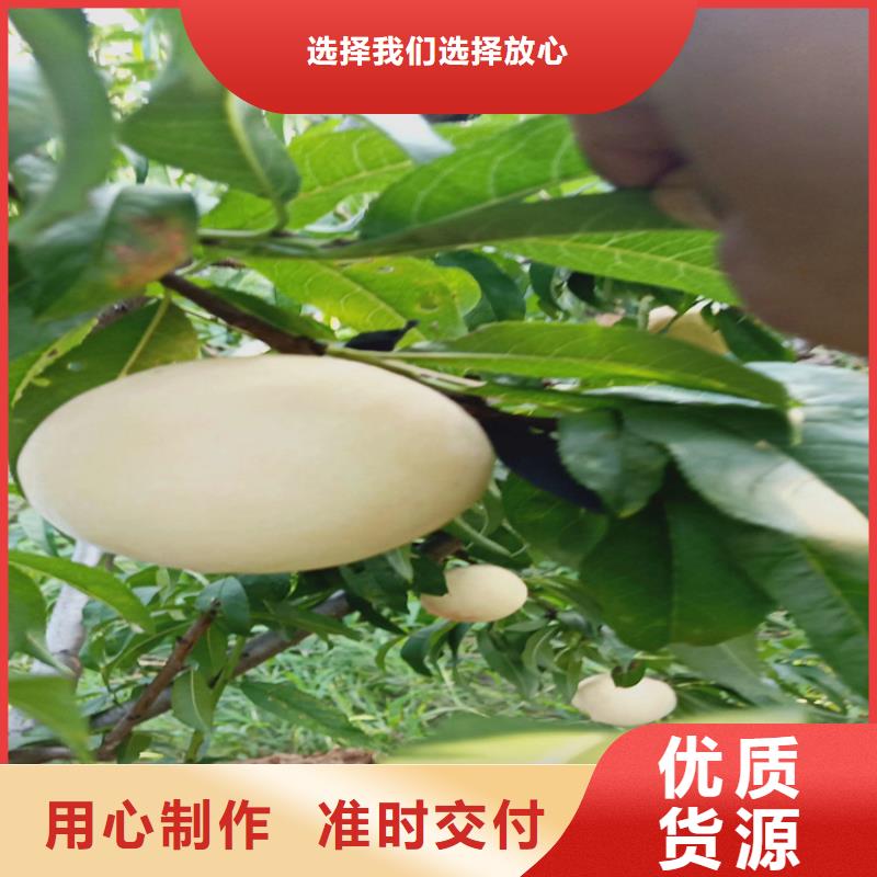 苹果苗视频-苹果苗-贵州省铜仁市同城货源-石阡|德江|黔西南|黔南|黔东南|贵阳|安顺