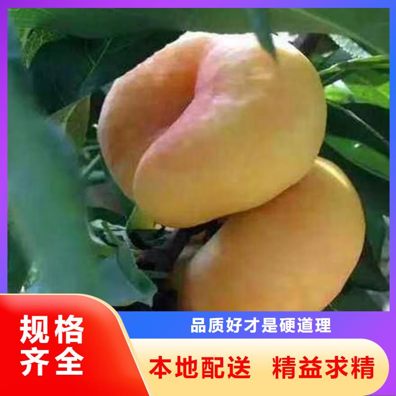 轩园桃,【苹果苗】现货销售-苹果苗