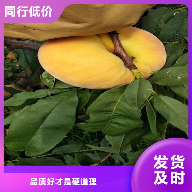 苹果苗视频-苹果苗-贵州省铜仁市同城货源-石阡|德江|黔西南|黔南|黔东南|贵阳|安顺