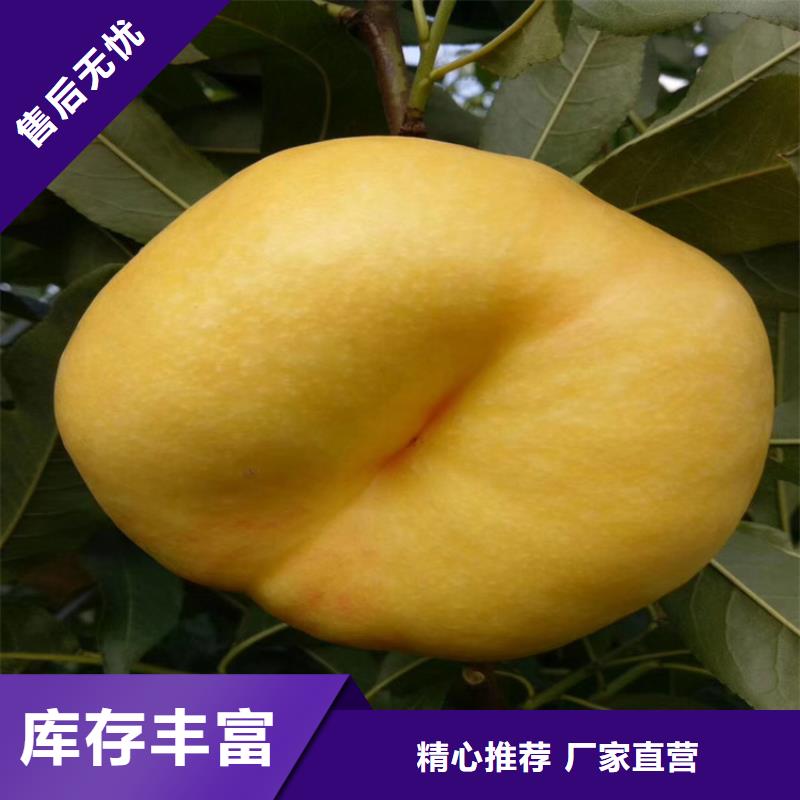 桃石榴树苗一站式供应厂家