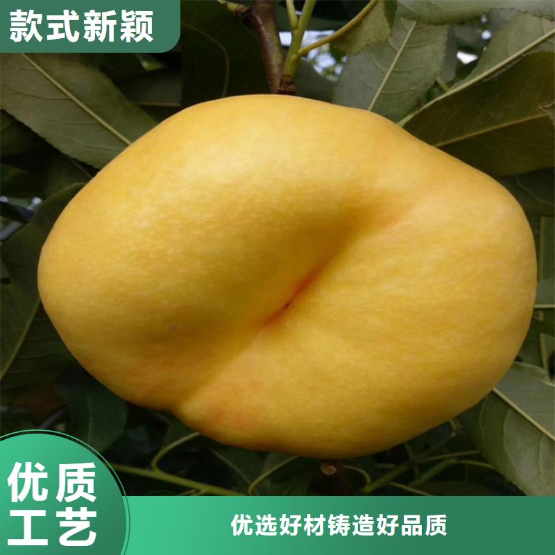 苹果苗视频-苹果苗|贵州省安顺市|平坝|西秀|六盘水|毕节|遵义|黔东南|黔南|铜仁|贵阳