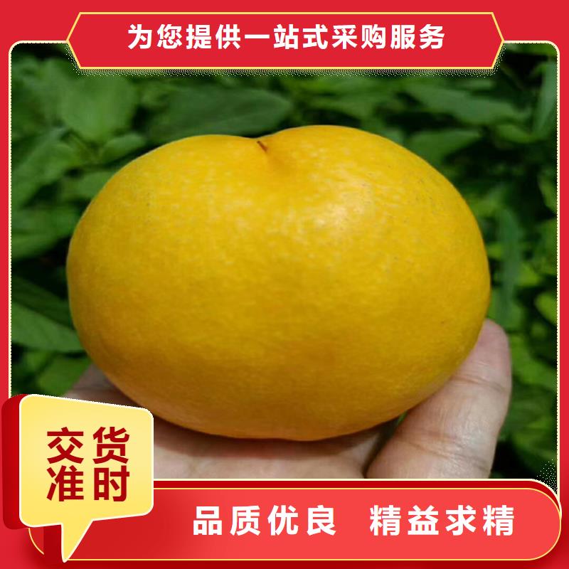 桃桃树苗产品细节参数
