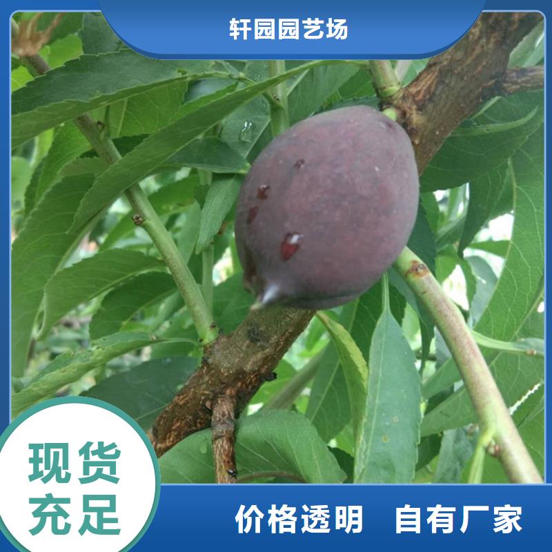 桃红石榴苗基地选择我们选择放心