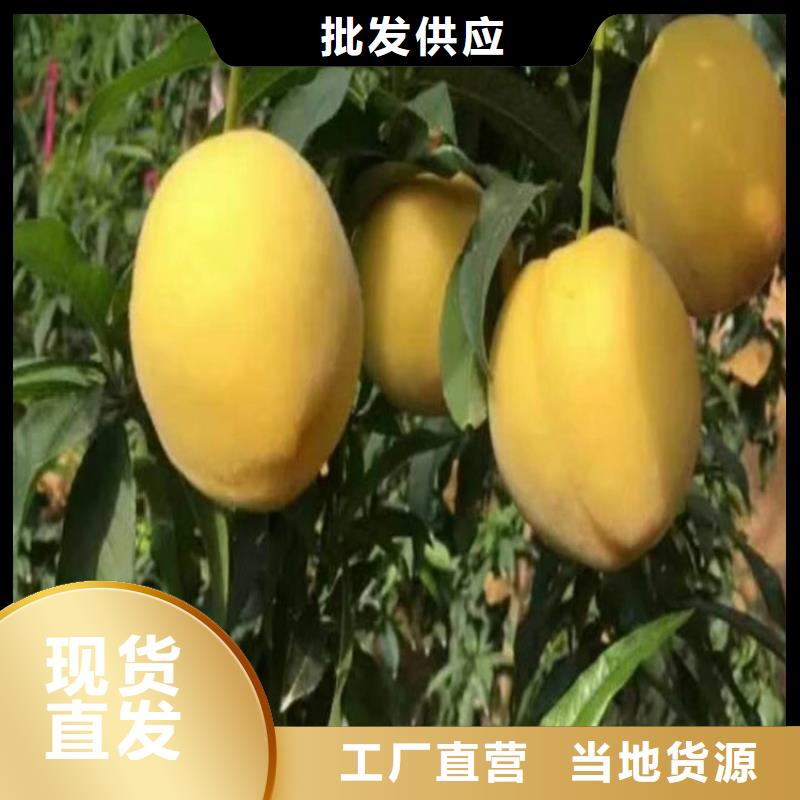 【桃】石榴树一站式采购商家