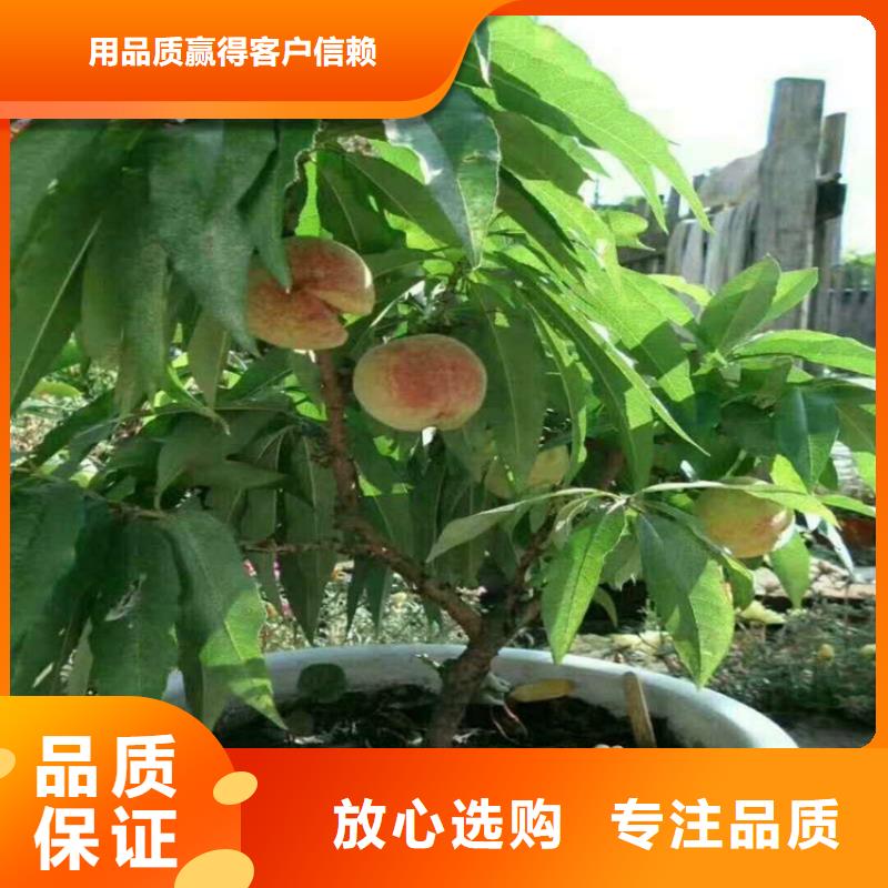 桃-草莓苗市场行情