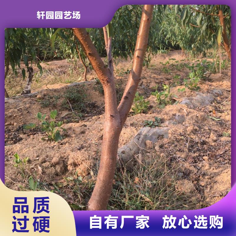 苹果苗视频-苹果苗|贵州省安顺市|平坝|西秀|六盘水|毕节|遵义|黔东南|黔南|铜仁|贵阳