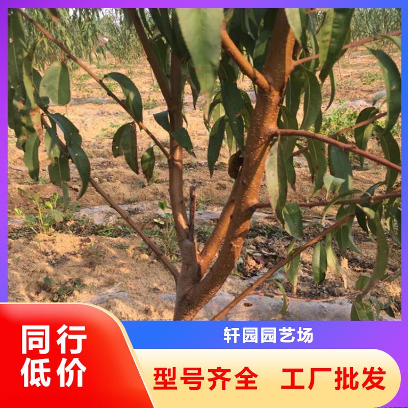 轩园桃,【苹果苗】现货销售-苹果苗