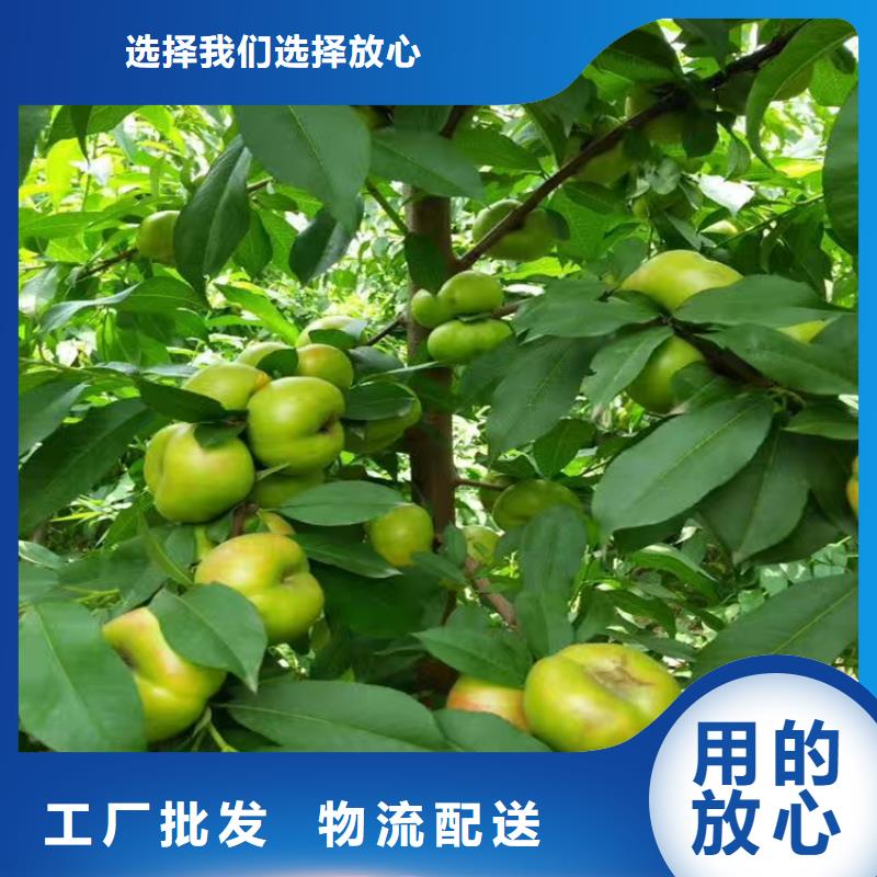 苹果苗视频-绍兴|湖州|衢州|杭州苹果苗专注细节更放心-轩园园艺场(浙江省分公司)