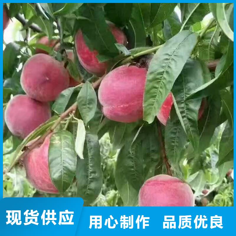 苹果苗视频-苹果苗-贵州省铜仁市同城货源-石阡|德江|黔西南|黔南|黔东南|贵阳|安顺
