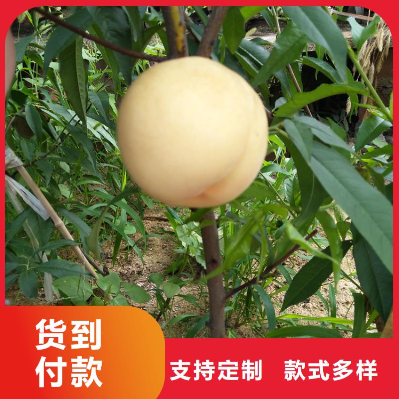 苹果苗视频-苹果苗|贵州省安顺市|平坝|西秀|六盘水|毕节|遵义|黔东南|黔南|铜仁|贵阳