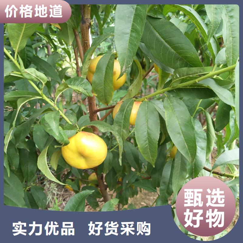 轩园桃,【苹果苗】现货销售-苹果苗
