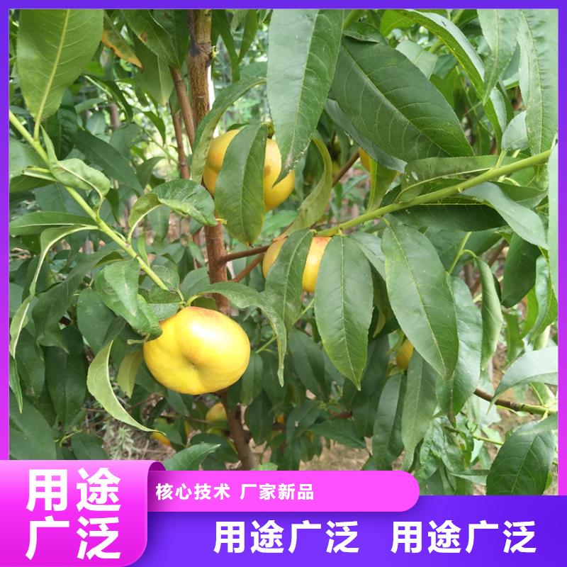 苹果苗视频-苹果苗|贵州省安顺市|平坝|西秀|六盘水|毕节|遵义|黔东南|黔南|铜仁|贵阳