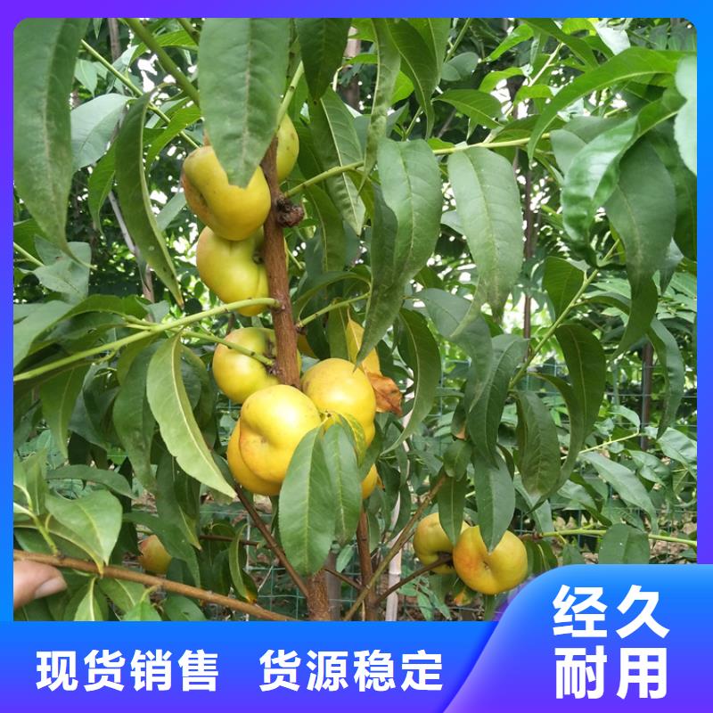 桃西瓜苗N年生产经验