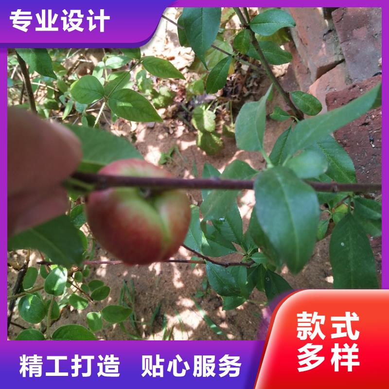 轩园桃,【苹果苗】现货销售-苹果苗