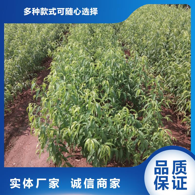 桃西瓜苗N年生产经验