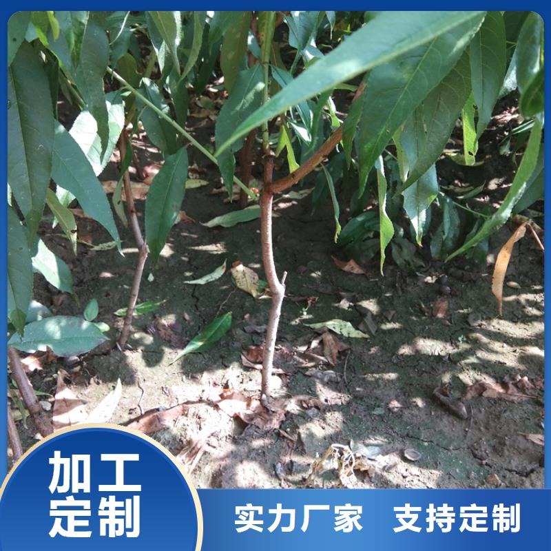 桃红石榴苗基地选择我们选择放心