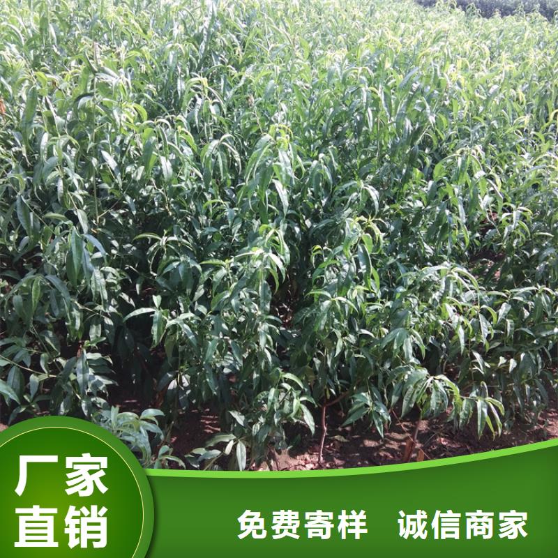 轩园桃,【苹果苗】现货销售-苹果苗