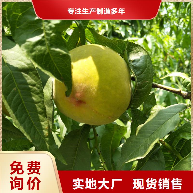 苹果苗视频-苹果苗-贵州省铜仁市同城货源-石阡|德江|黔西南|黔南|黔东南|贵阳|安顺