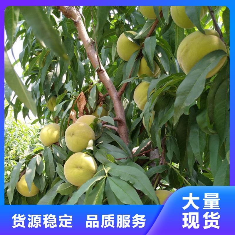 轩园桃,【苹果苗】现货销售-苹果苗