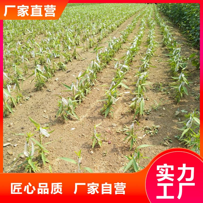 苹果苗视频-绍兴|湖州|衢州|杭州苹果苗专注细节更放心-轩园园艺场(浙江省分公司)