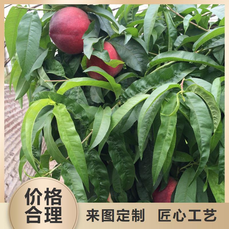 桃西瓜苗N年生产经验