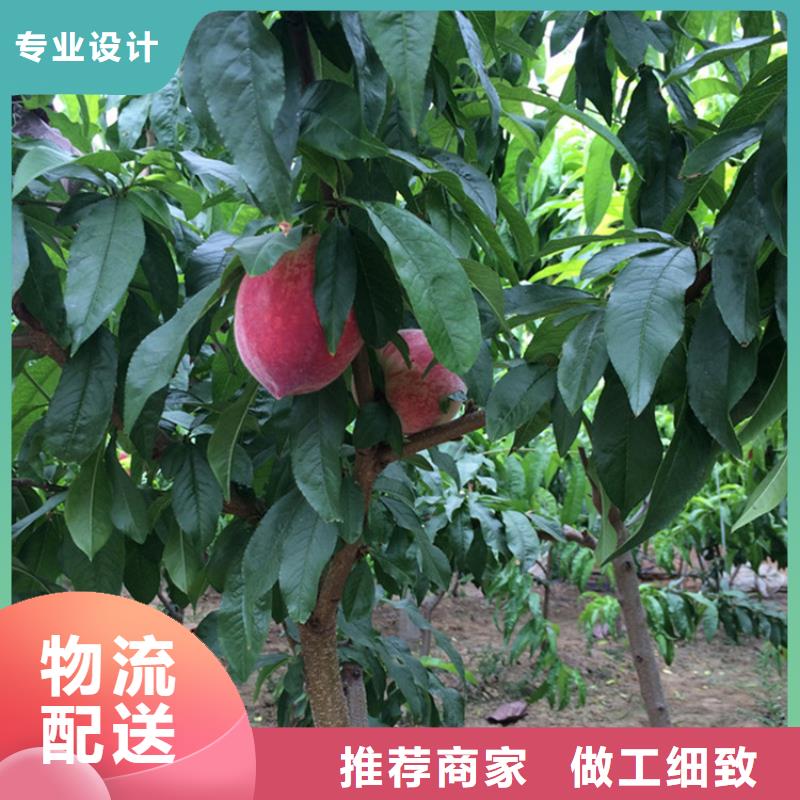 苹果苗视频-苹果苗|贵州省安顺市|平坝|西秀|六盘水|毕节|遵义|黔东南|黔南|铜仁|贵阳
