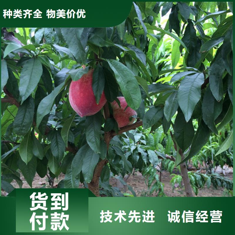 【桃】石榴树一站式采购商家