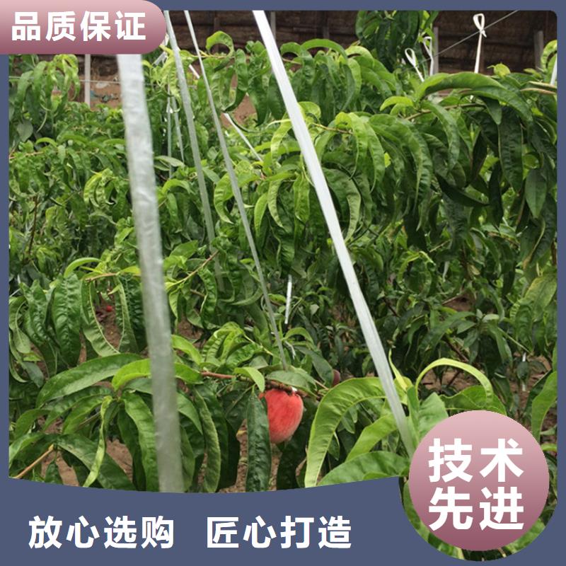 苹果苗视频-苹果苗|贵州省安顺市|平坝|西秀|六盘水|毕节|遵义|黔东南|黔南|铜仁|贵阳