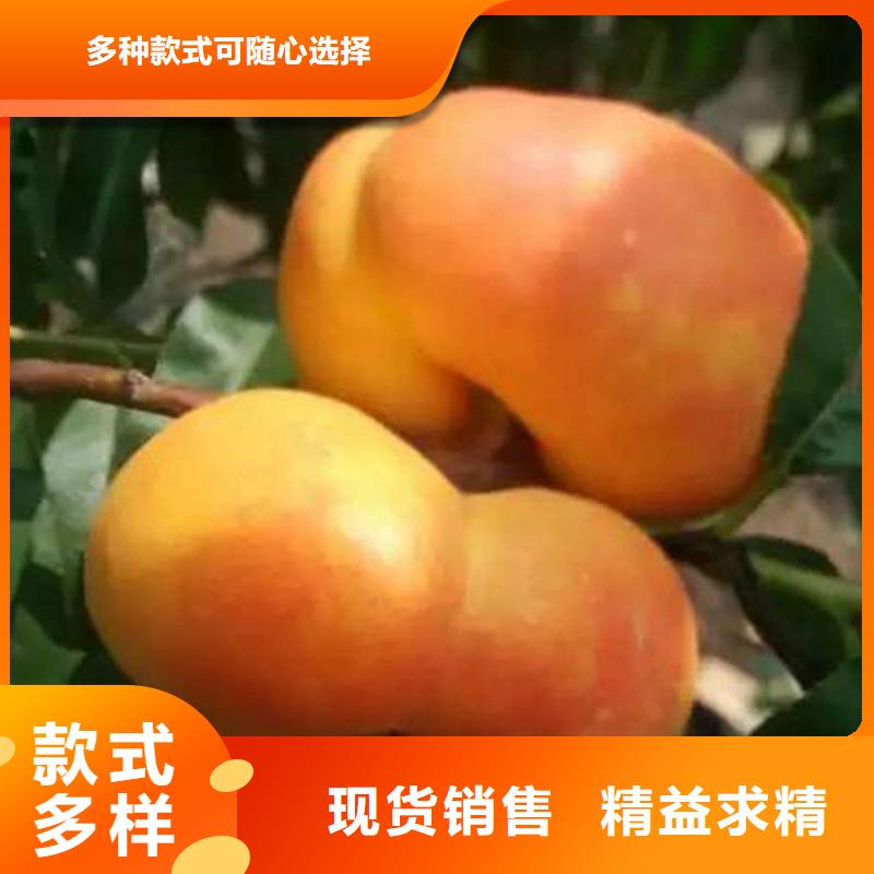 苹果苗视频-绍兴|湖州|衢州|杭州苹果苗专注细节更放心-轩园园艺场(浙江省分公司)