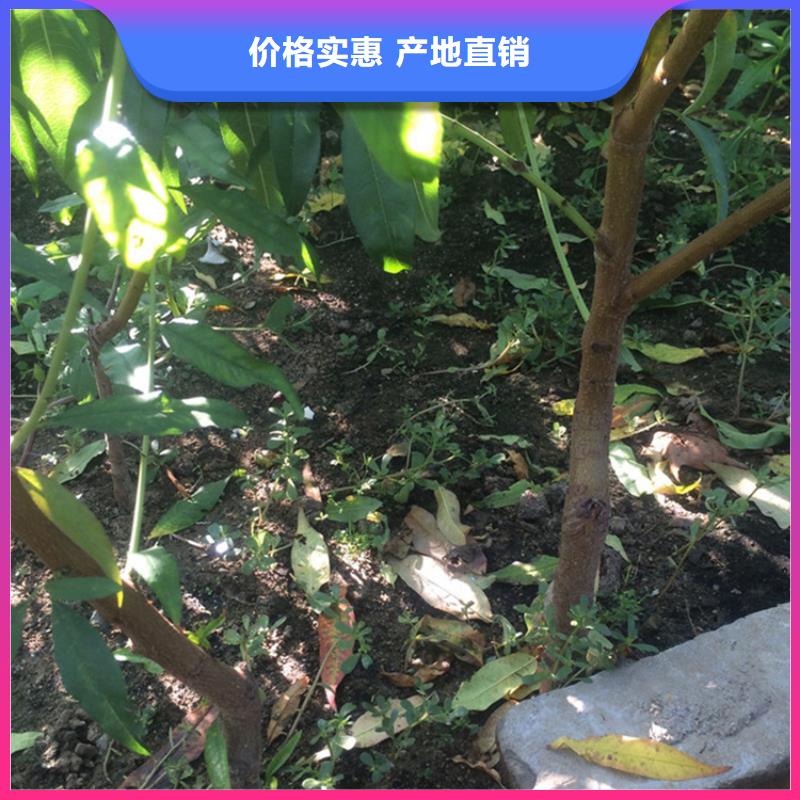 桃红石榴苗基地选择我们选择放心