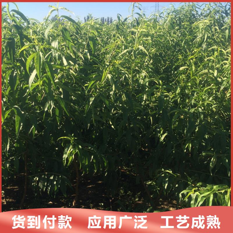 苹果苗视频-苹果苗-贵州省铜仁市同城货源-石阡|德江|黔西南|黔南|黔东南|贵阳|安顺