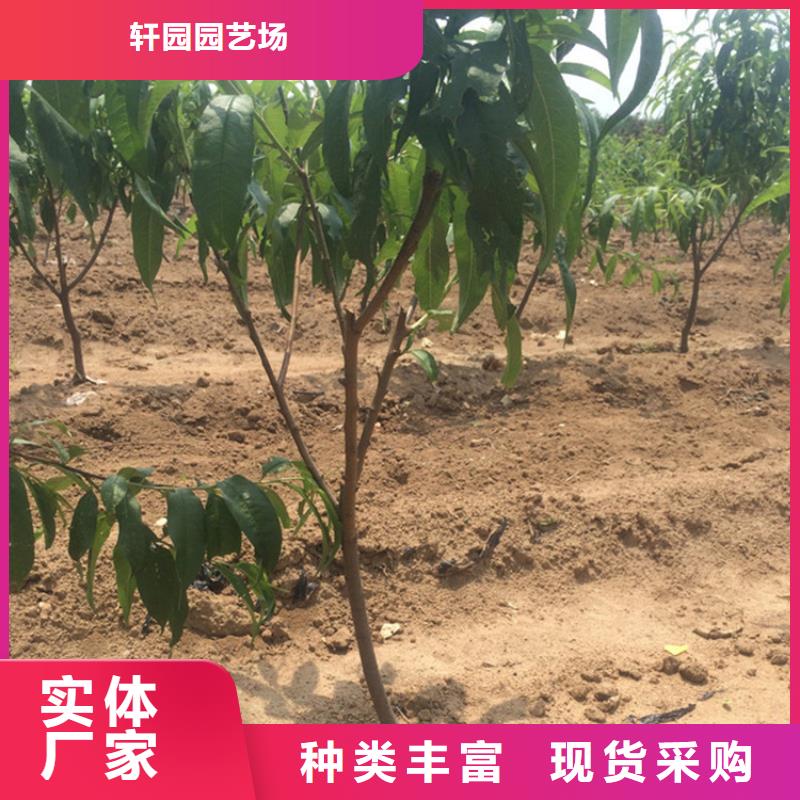 桃石榴树苗一站式供应厂家