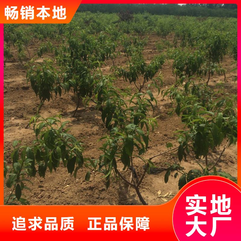 桃桃树苗产品细节参数