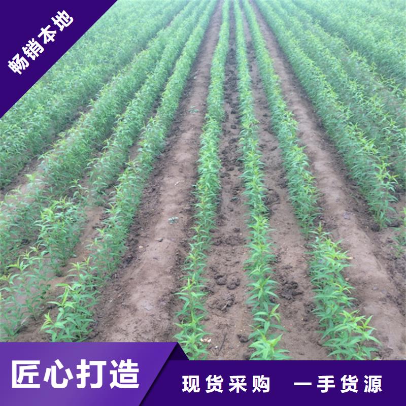 桃石榴树苗一站式供应厂家