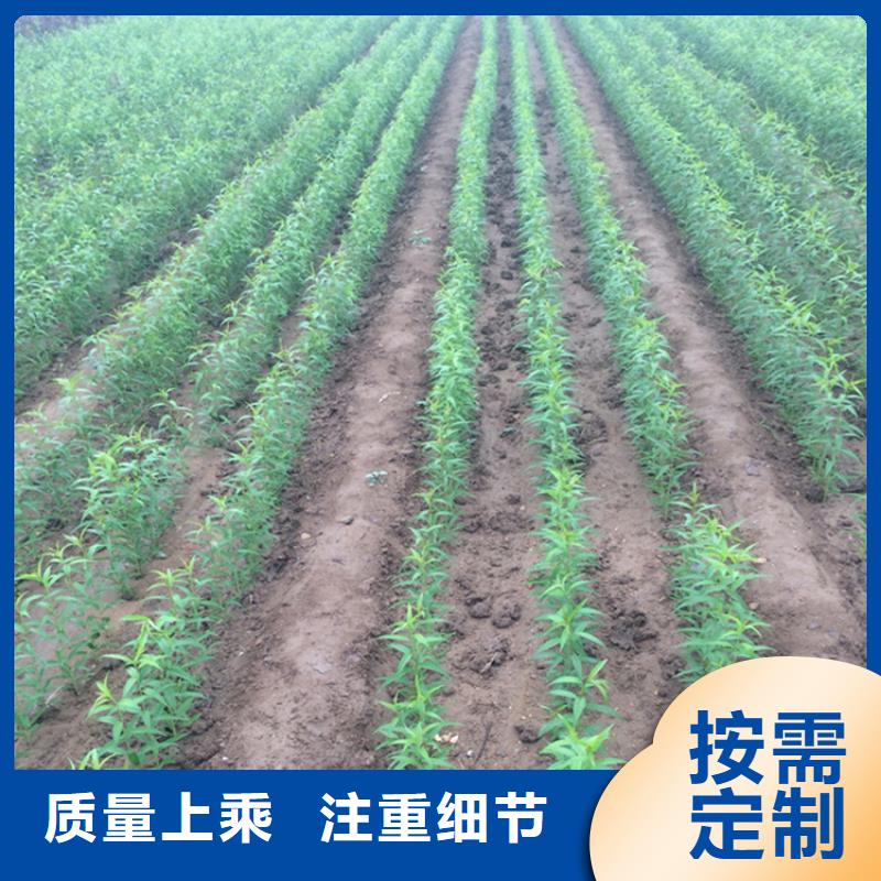 苹果苗视频-苹果苗|贵州省安顺市|平坝|西秀|六盘水|毕节|遵义|黔东南|黔南|铜仁|贵阳