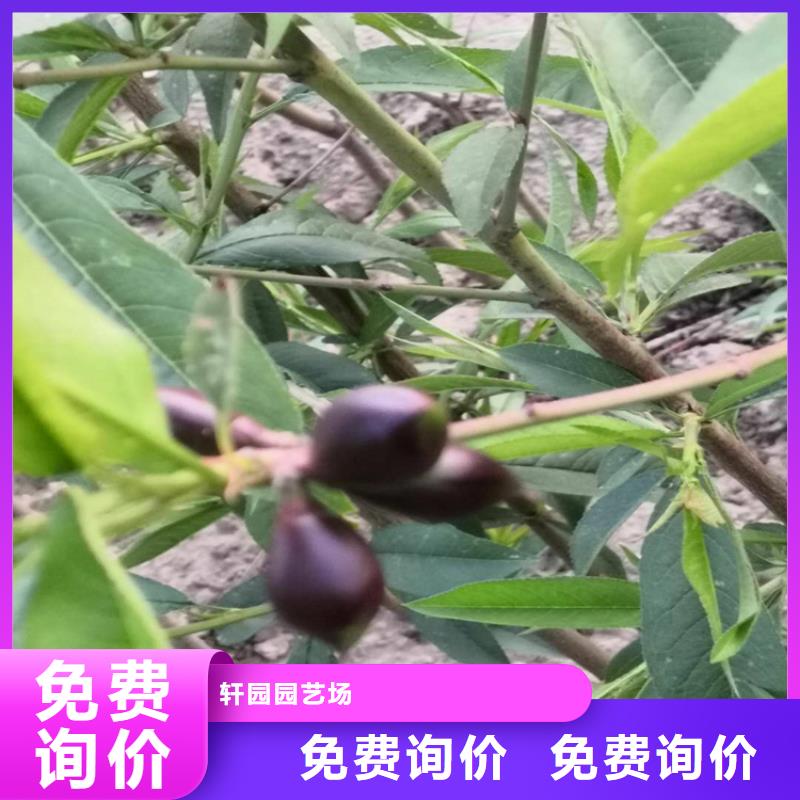 桃-草莓苗市场行情